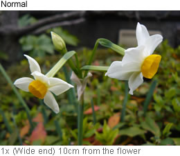 Normal 1x (Wide end) 10cm from the flower