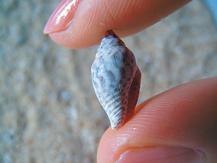 1cm�]�L�Z�Ҧ��^���s���L�Z���ᴺ�H